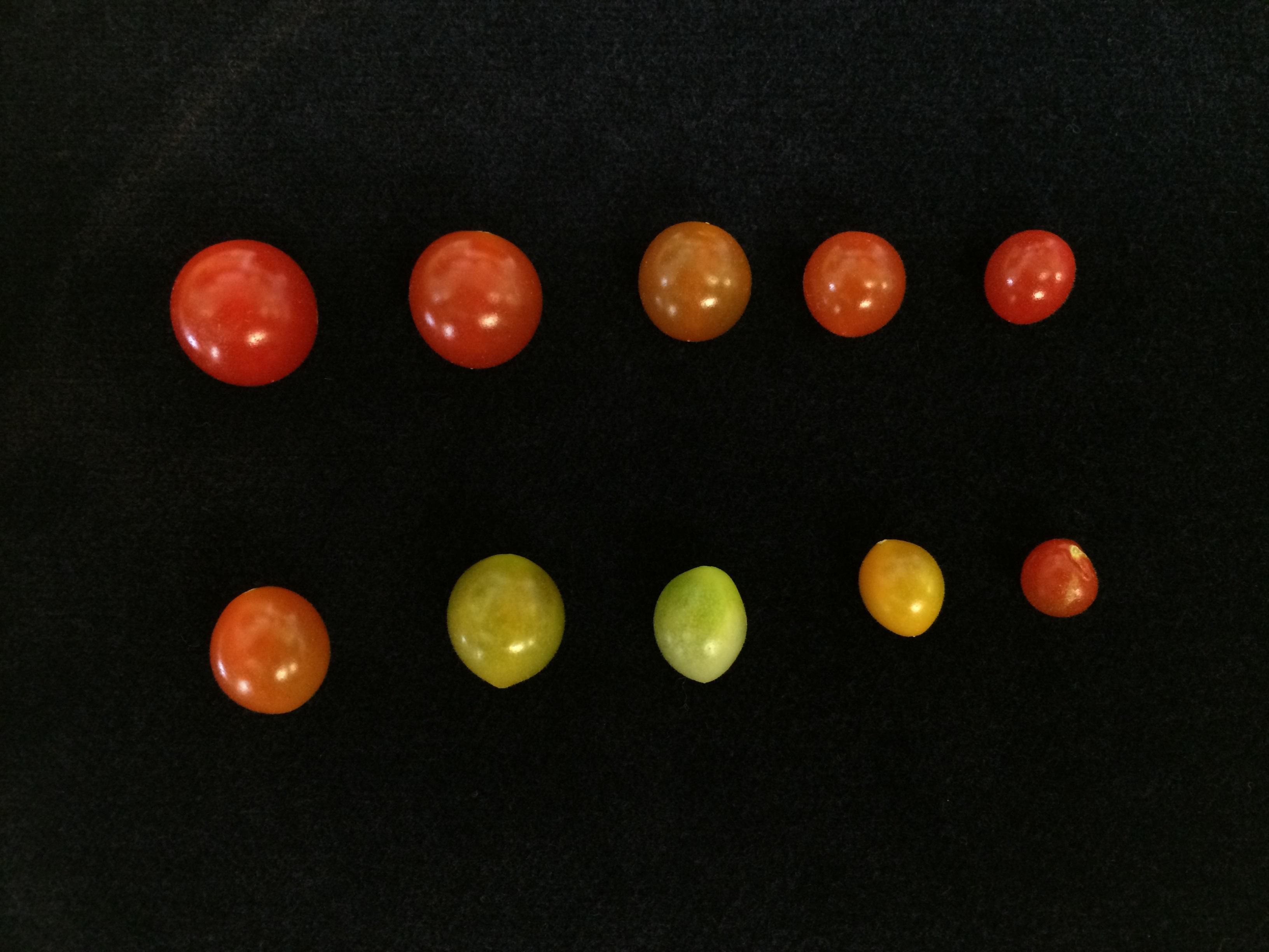 Tomatoes growing at different stages.