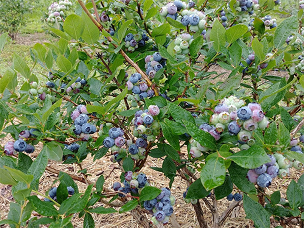 Blueberries