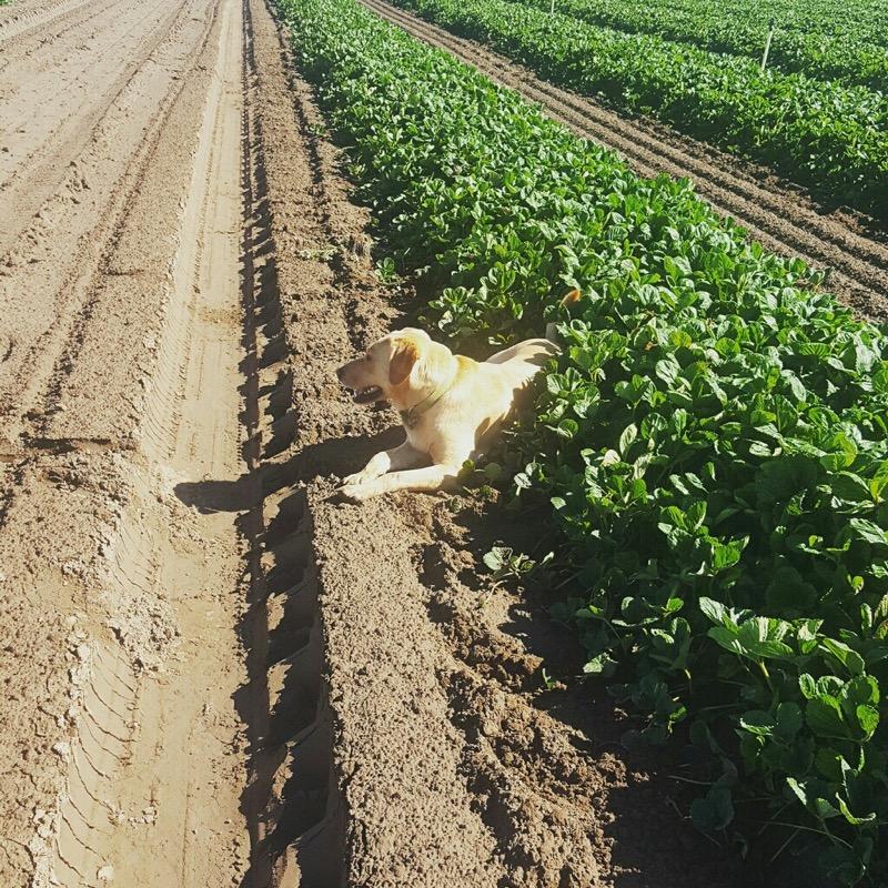 Dog in Field