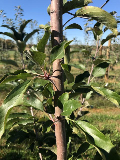 Spur development in October 2019 on main axis of Gala trees in the 2019 planting.