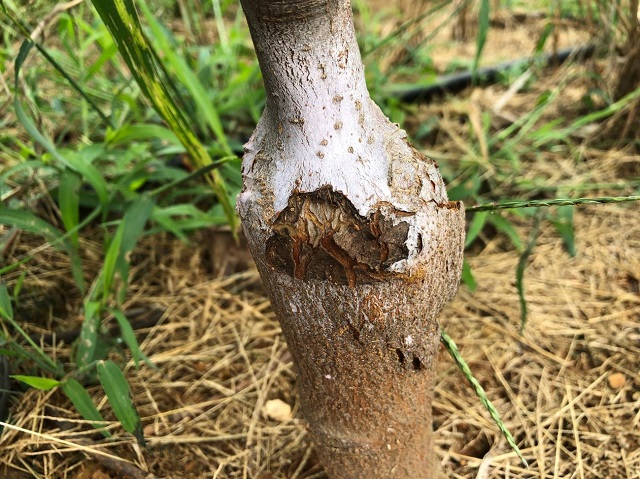 Bark necrosis of the rootstock below the graft union on Gala/M9 trees in the 2019 NC140 planting.