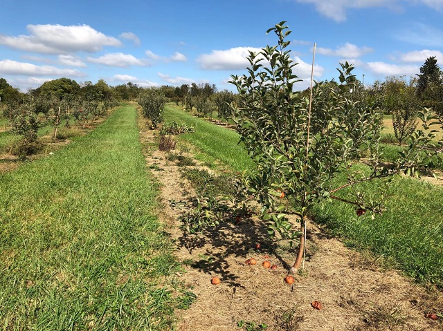 Severe winds in 2018 and 2019 led to significant tree losses in Mid-Atlantic orchards