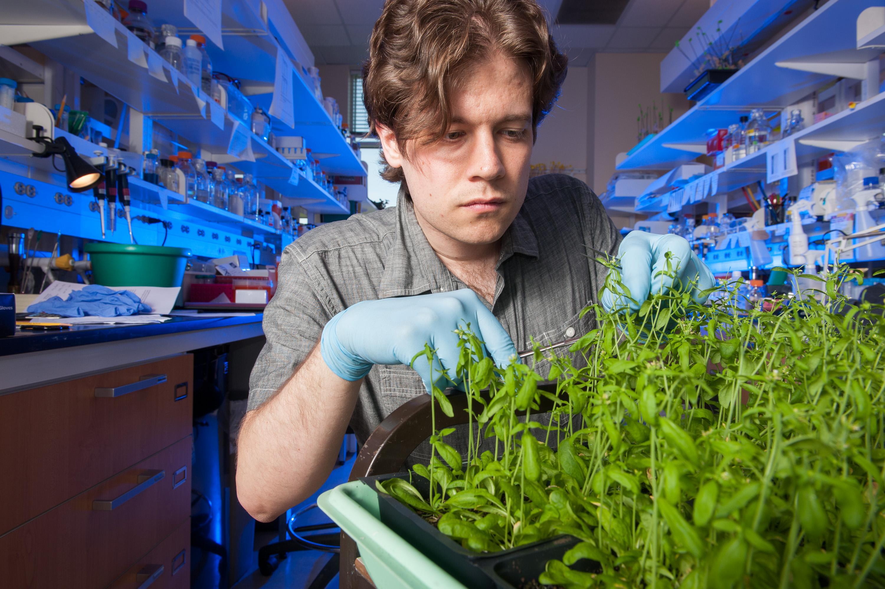 Graduate Student cutting plant in lab