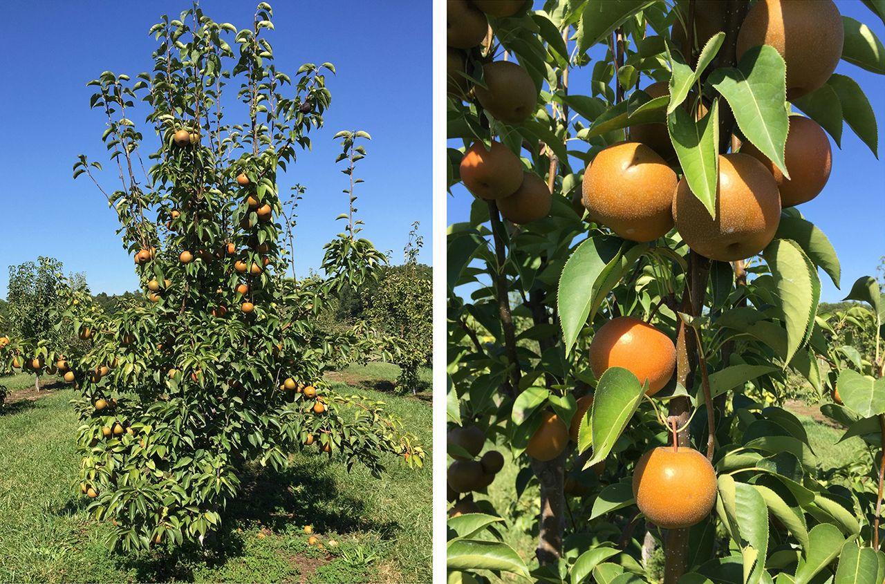 Sustainable Fruit Production Department of Plant Science & Landscape