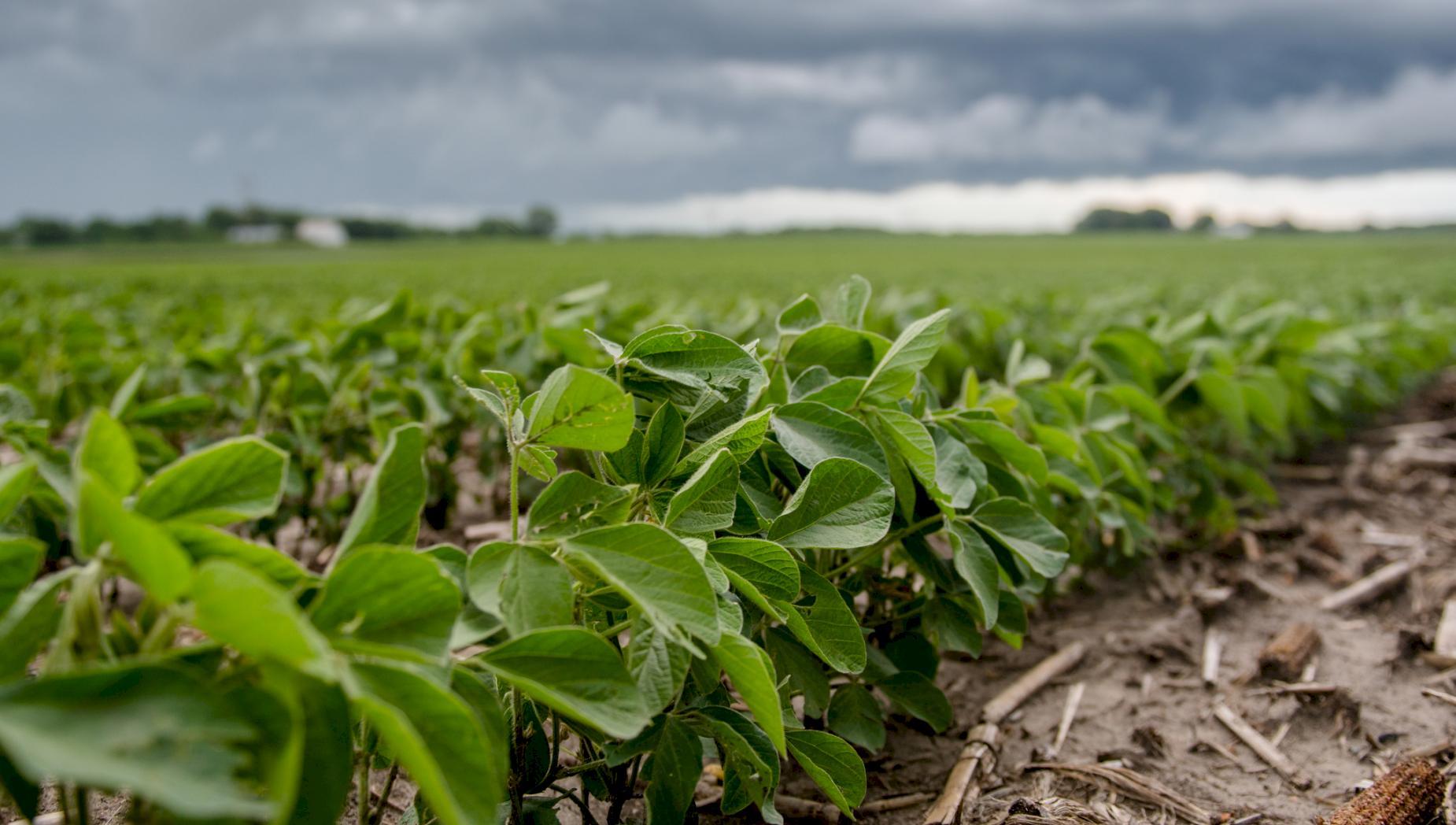 Soybeans in Maryland Department of Plant Science & Landscape Architecture