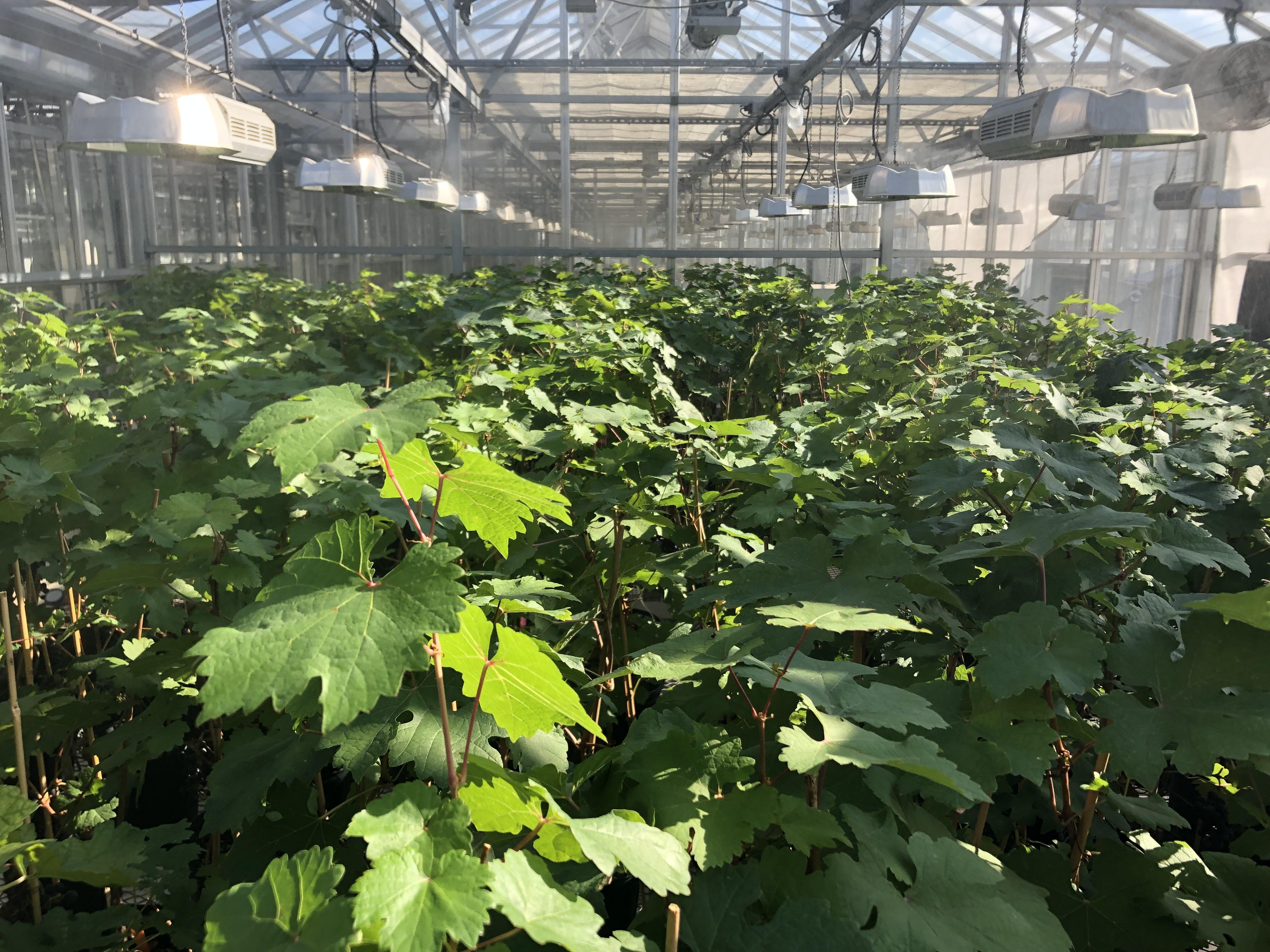 Plants in greenhouse.