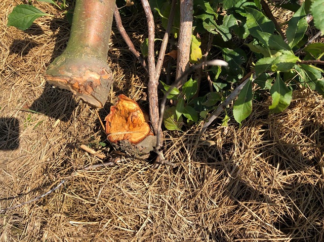 Tree failure due to necrosis of the rootstock and into the graft union.